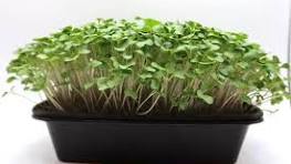 Broccoli Microgreens