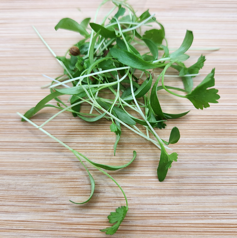 Cilantro Microgreens