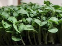 Basil Microgreens (Genovese)